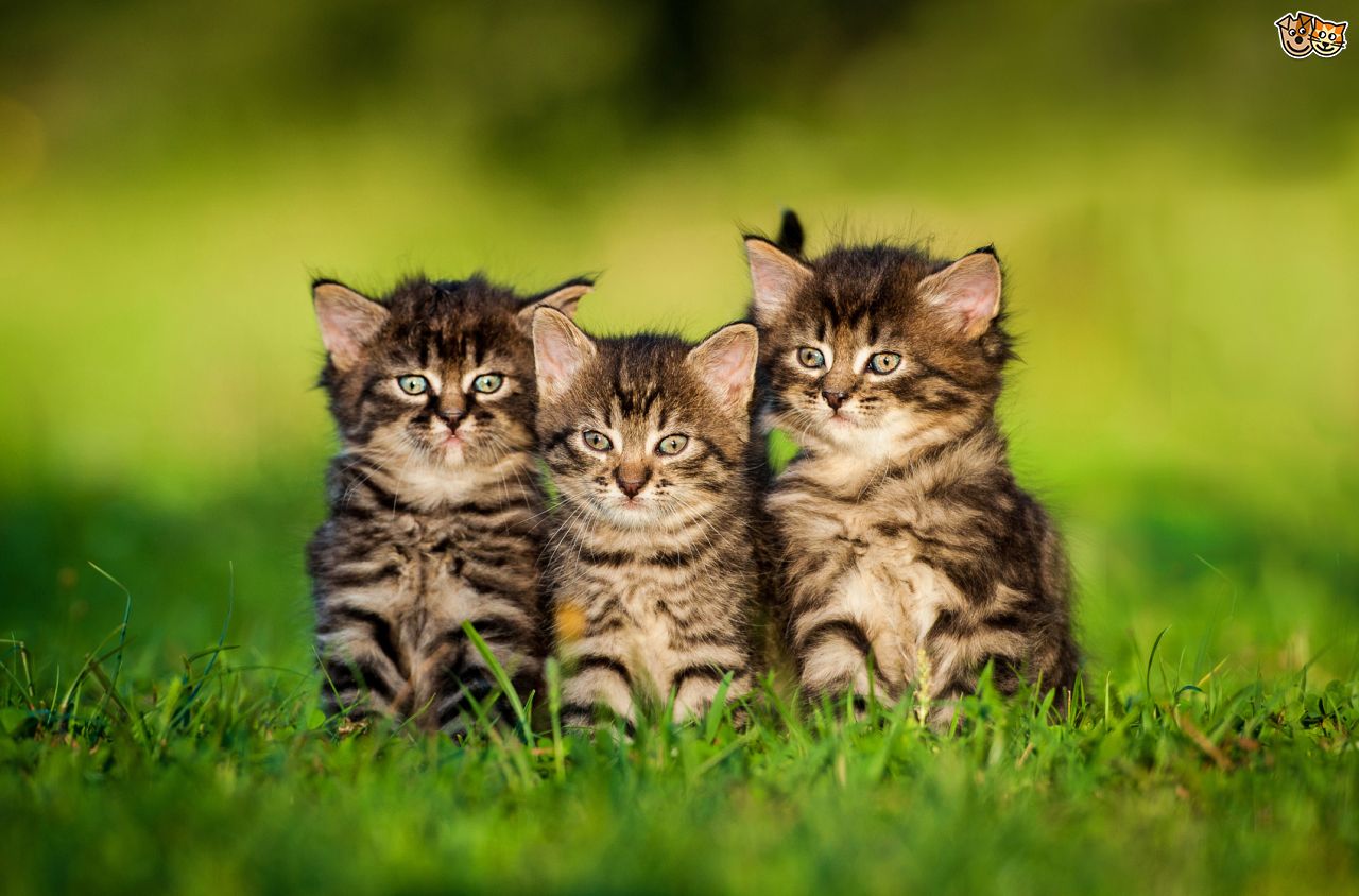 Young kittens. Kittens on the grass.