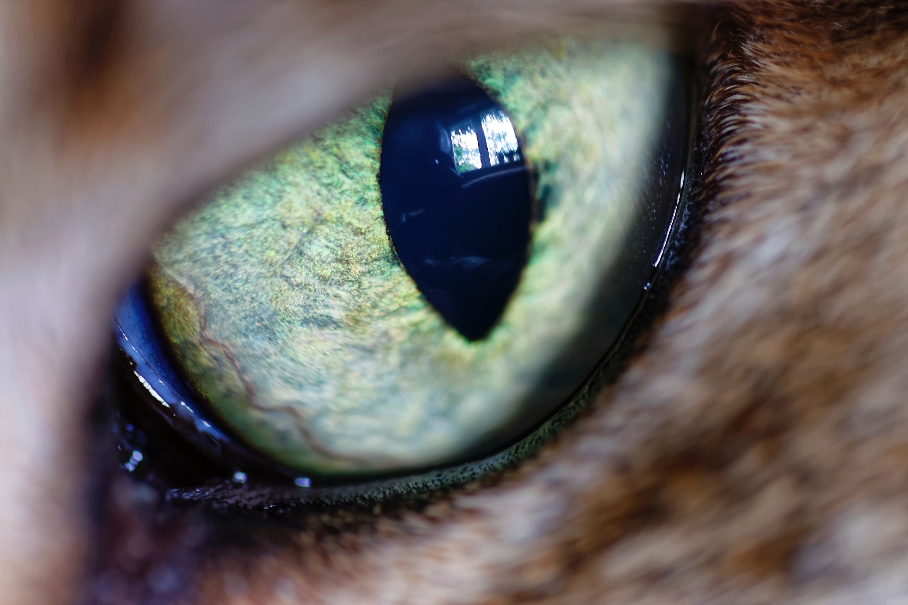 Сделать глаза кошке. Глаза кошки. Кошачий глаз. Кошачий зрачок. Кошачий глаз зрачок.