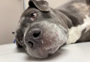 a dog laying on a vet table after suffering a heat stroke.
