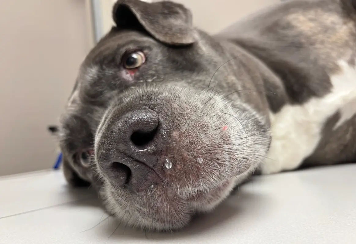 a dog laying on a vet table after suffering a heat stroke.
